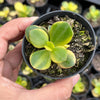 Crassula ovata crosby's compact variegate