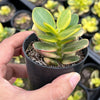 Crassula ovata crosby's compact variegate