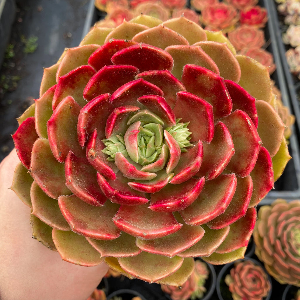 brown rose succulent Echeveria 'Brown Rose' – LET LOVE GROW (Succulent & Cactus)