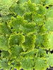 Aeonium tabuliforme ( THE PLATE PLANT)