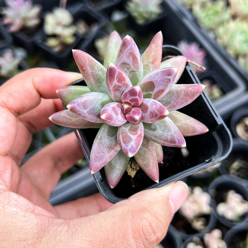 pachyphytum compactum succulent Pachyphytum Compactum – LET LOVE GROW (Succulent & Cactus)