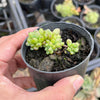 Graptopetalum pachyphyllum (XS)
