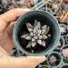Echeveria unguiculata