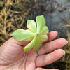 Aeonium decorum f. variegata (aka. Aeonium 'Kiwi' ) (1 x CUTTING)