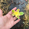 Aeonium decorum f. variegata (aka. Aeonium 'Kiwi' ) (1 x CUTTING)