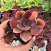 Echeveria 'Painted Frills'