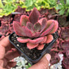 Echeveria 'Painted Frills'