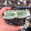 Tradescantia Sillamontana 'White Velvet'