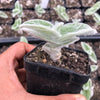 Tradescantia Sillamontana 'White Velvet'