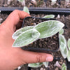 Tradescantia Sillamontana 'White Velvet'
