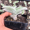 Tradescantia Sillamontana 'White Velvet'