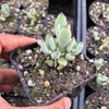 Cotyledon woodii (Grey Form)