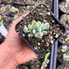 Cotyledon woodii (Grey Form)