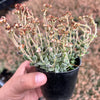 Crassula lanuginosa v. pachystemon (W)