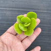 Echeveria Multicalulis ' Ginmei Tennyo' (1 x CUTTING)