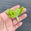 Echeveria Multicalulis ' Ginmei Tennyo' (1 x CUTTING)