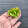Echeveria Multicalulis ' Ginmei Tennyo' (1 x CUTTING)
