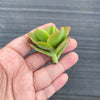 Echeveria Multicalulis ' Ginmei Tennyo' (1 x CUTTING)