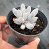 Pachyphytum 'Baby Finger'