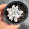 Pachyphytum 'Baby Finger'