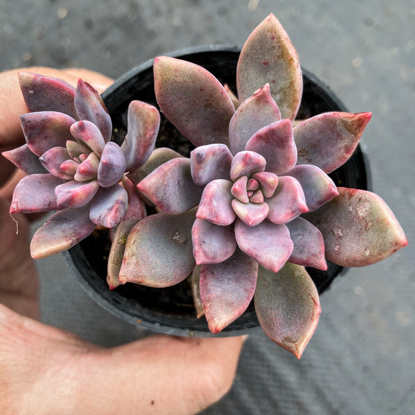 Pachyphytum / Pachyveria / xPachysedum / Graptoveria / Graptopetalum