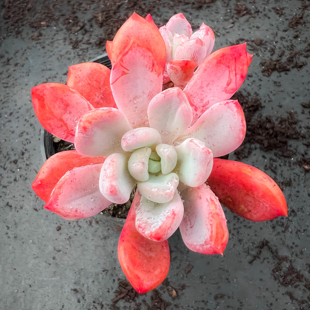 scheideckeri succulent xPachyveria 'scheideckeri' (Jeweled Crown) – LET LOVE GROW (Succulent & Cactus)
