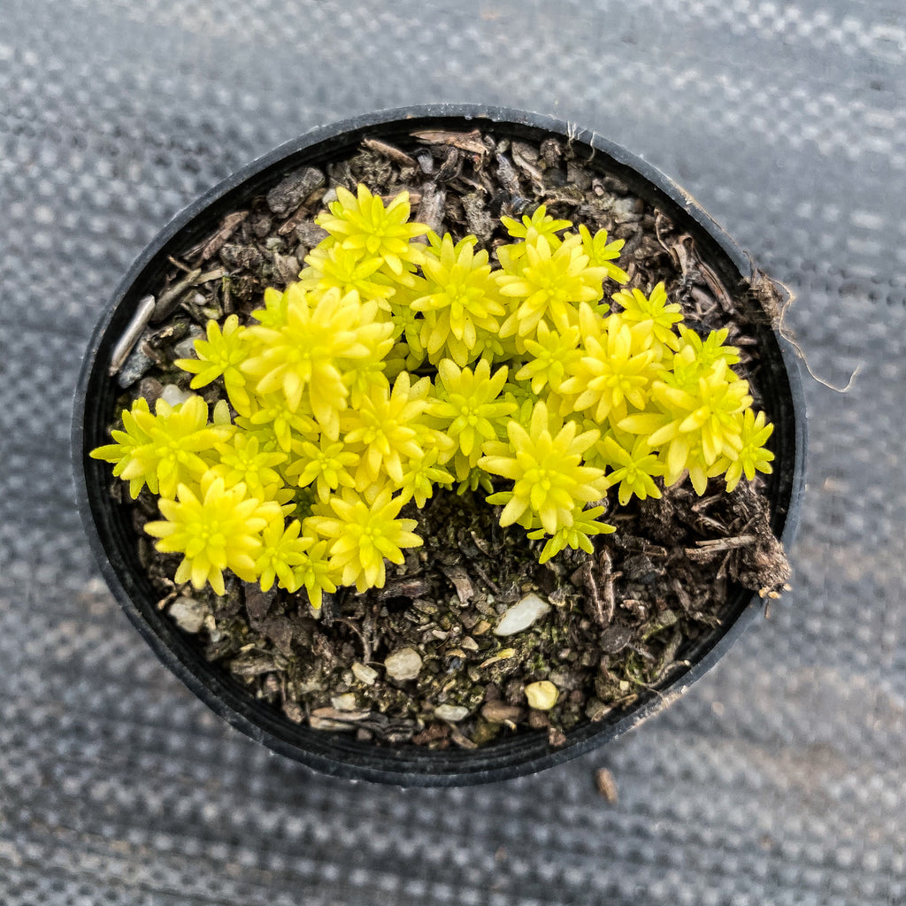 tokyo succulent Sedum 'Tokyo Sun' – LET LOVE GROW (Succulent & Cactus)
