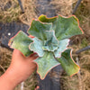 Echeveria 'Barbillion' (HAS MARKS)(Young plant)