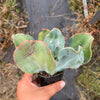 Echeveria 'Barbillion' (HAS MARKS)(Young plant)
