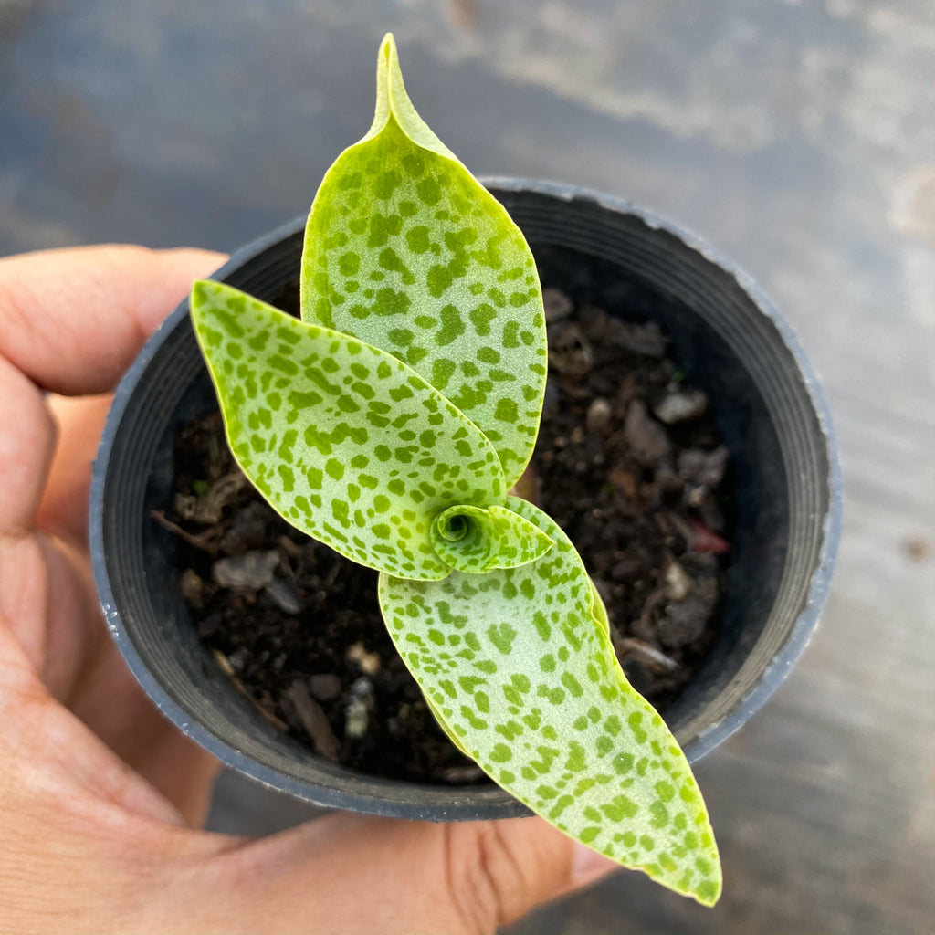 Ledebouria pauciflora (Scilla pauciflora)(Frog plant)(Green)