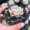 Echeveria 'Ben Badis'