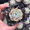 Echeveria 'Ben Badis'