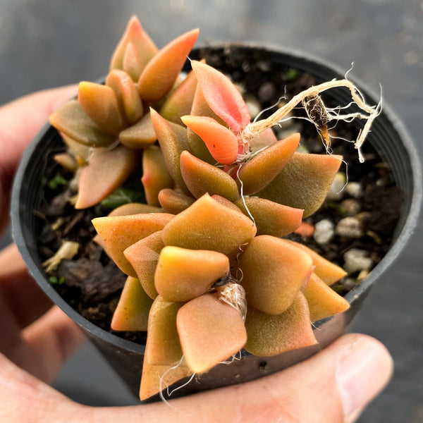 Anacampseros marlothii