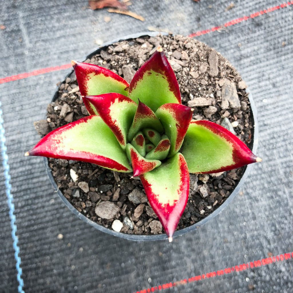 Echeveria agavoides 'Lipstick' LET LOVE GROW (Succulent & Cactus)