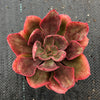 Echeveria 'Painted Frills'