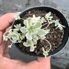 [CLUSTER] Orostachys iwarenge var. boehmeri - Variegated Chinese Dunce Cap