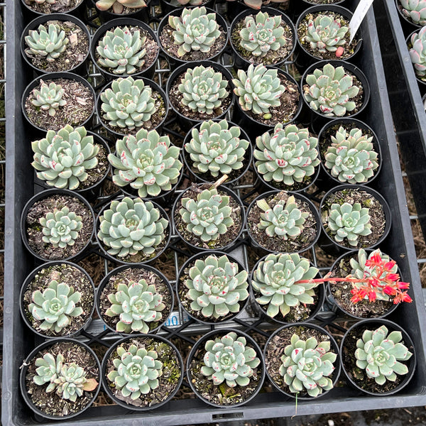 Echeveria 'Strictiflora x Jelly Jam' LET LOVE GROW (Succulent & Cactus)