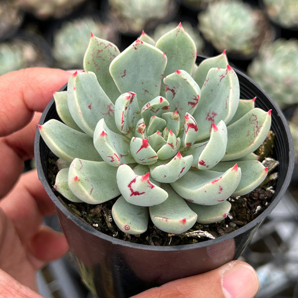 Echeveria 'Strictiflora x Jelly Jam' LET LOVE GROW (Succulent & Cactus)