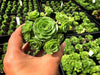 Aeonium aureum aka. Greenovia Aurea  (XXS)