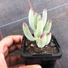 Cotyledon orbiculata var. oophylla minima