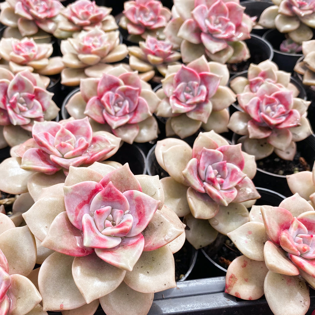 purple delight succulent Graptopetalum 'Purple Delight' – LET LOVE GROW (Succulent & Cactus)