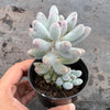 Pachyphytum 'Baby Finger'