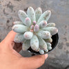 Pachyphytum 'Baby Finger'