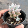 Pachyphytum 'Baby Finger'