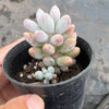 Pachyphytum 'Baby Finger'