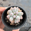 Pachyphytum 'Baby Finger'