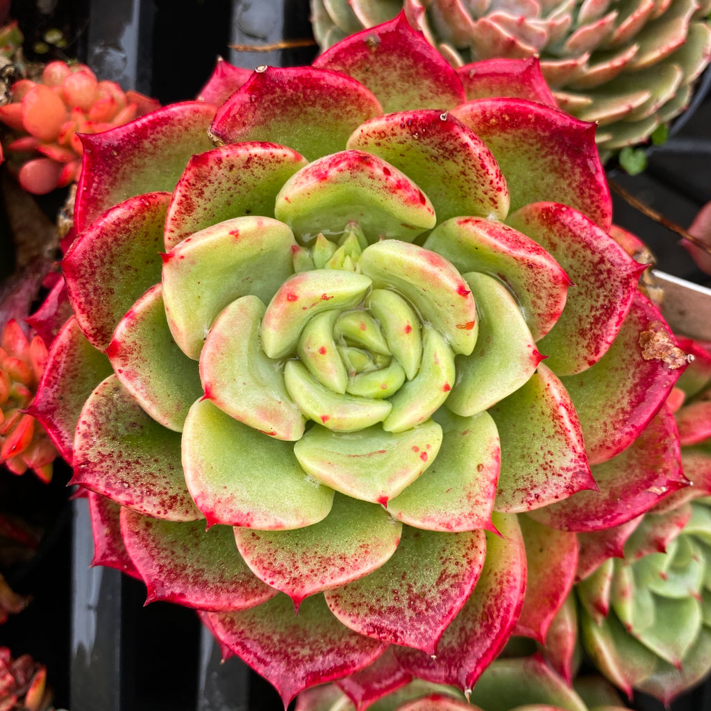 cache bella asst succulent Echeveria Bella Donna – LET LOVE GROW (Succulent & Cactus)