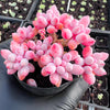 Pachyphytum 'Baby Finger'