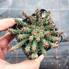Euphorbia flanaganii (Medusa's Head)(SH)