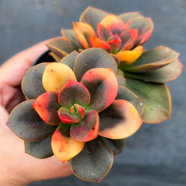 Echeveria Chroma